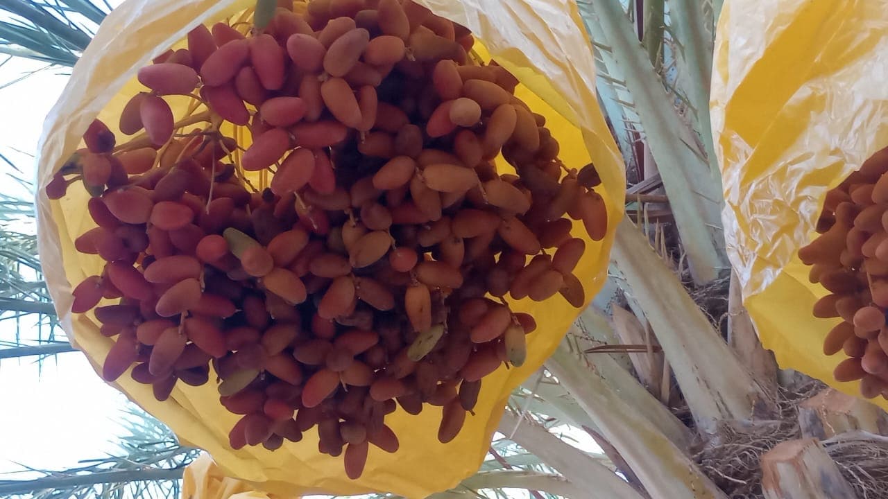 Fresh dates on tree