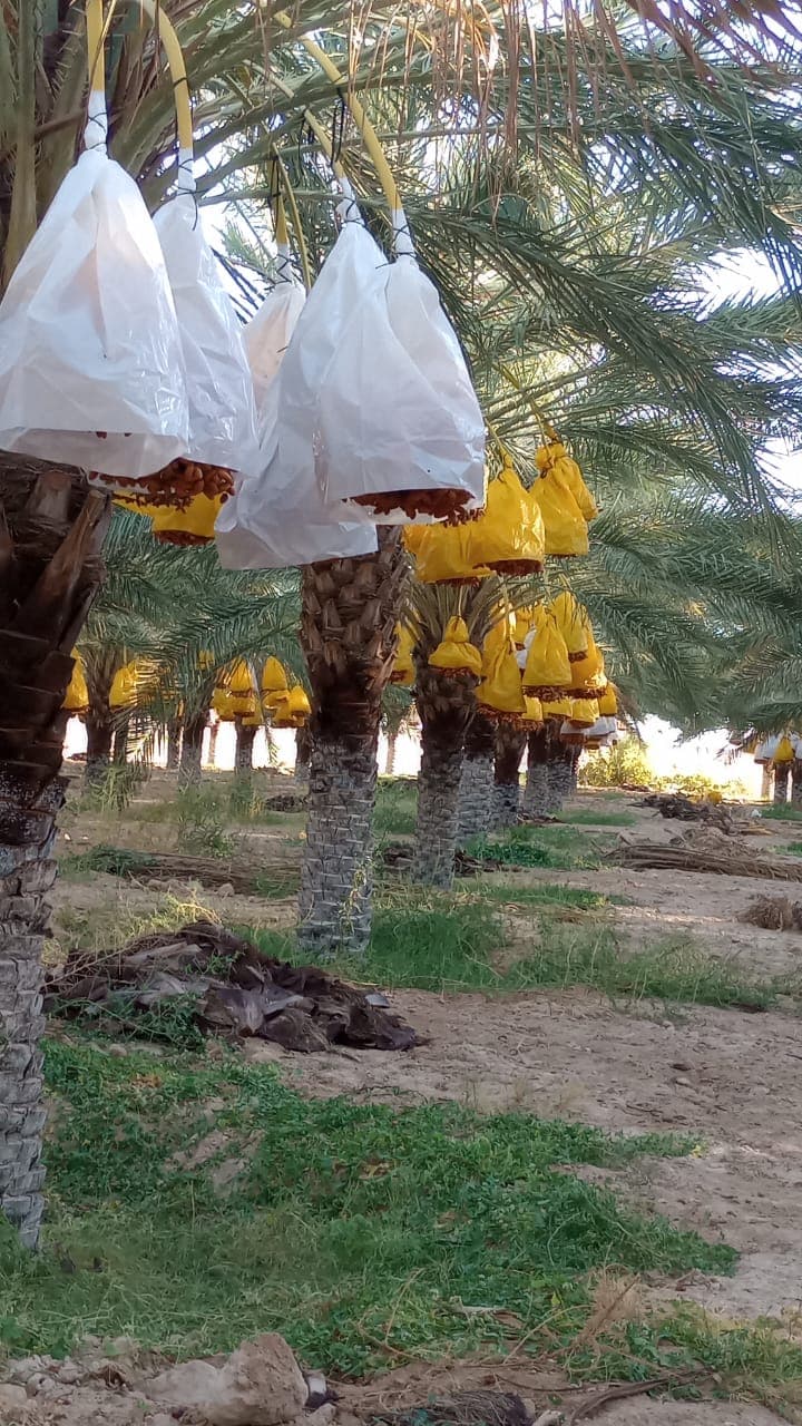 Date farm harvest