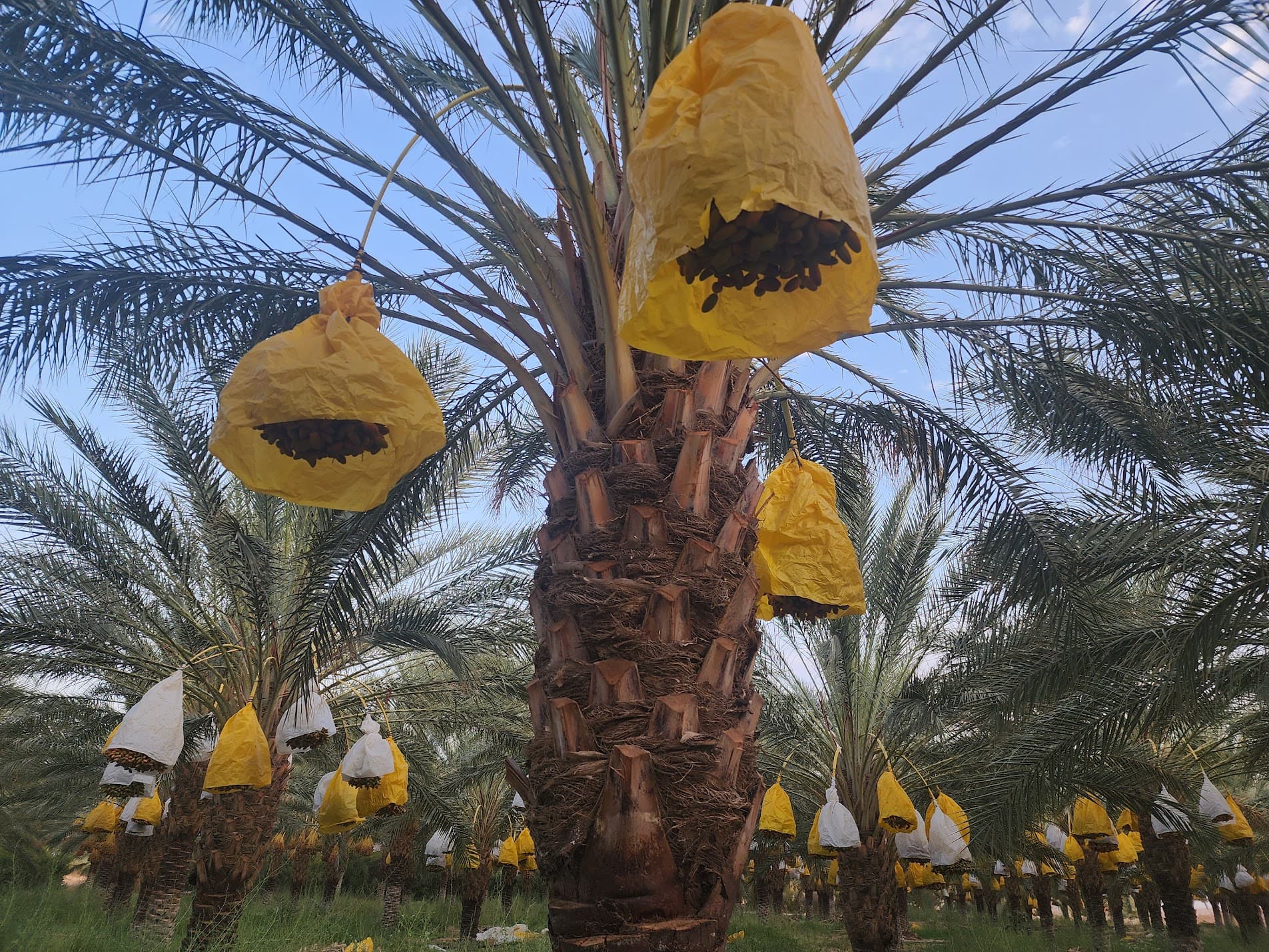 Palm trees with date bunches
