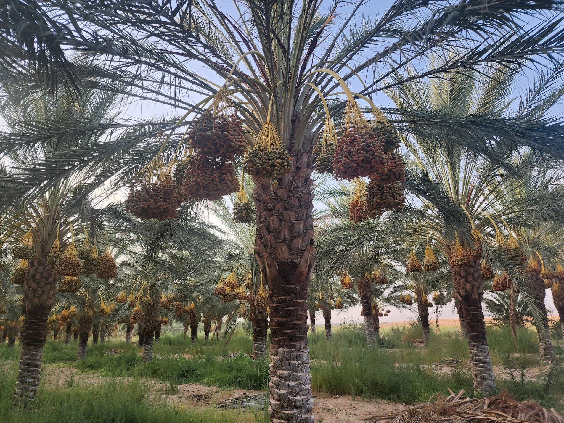 Date harvest 2025
