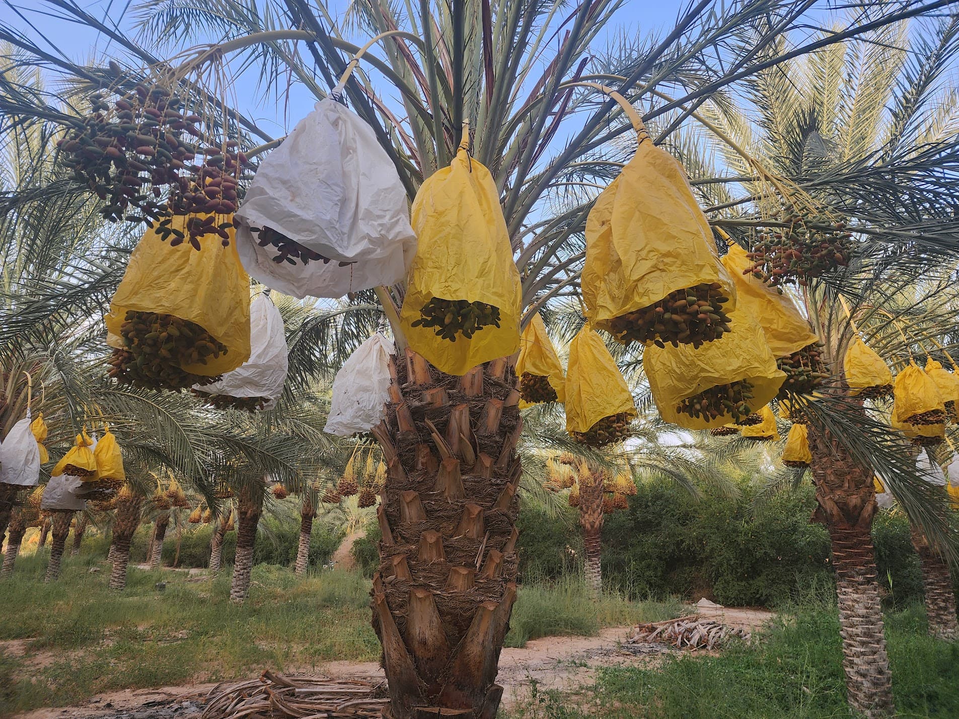 Date palm orchard