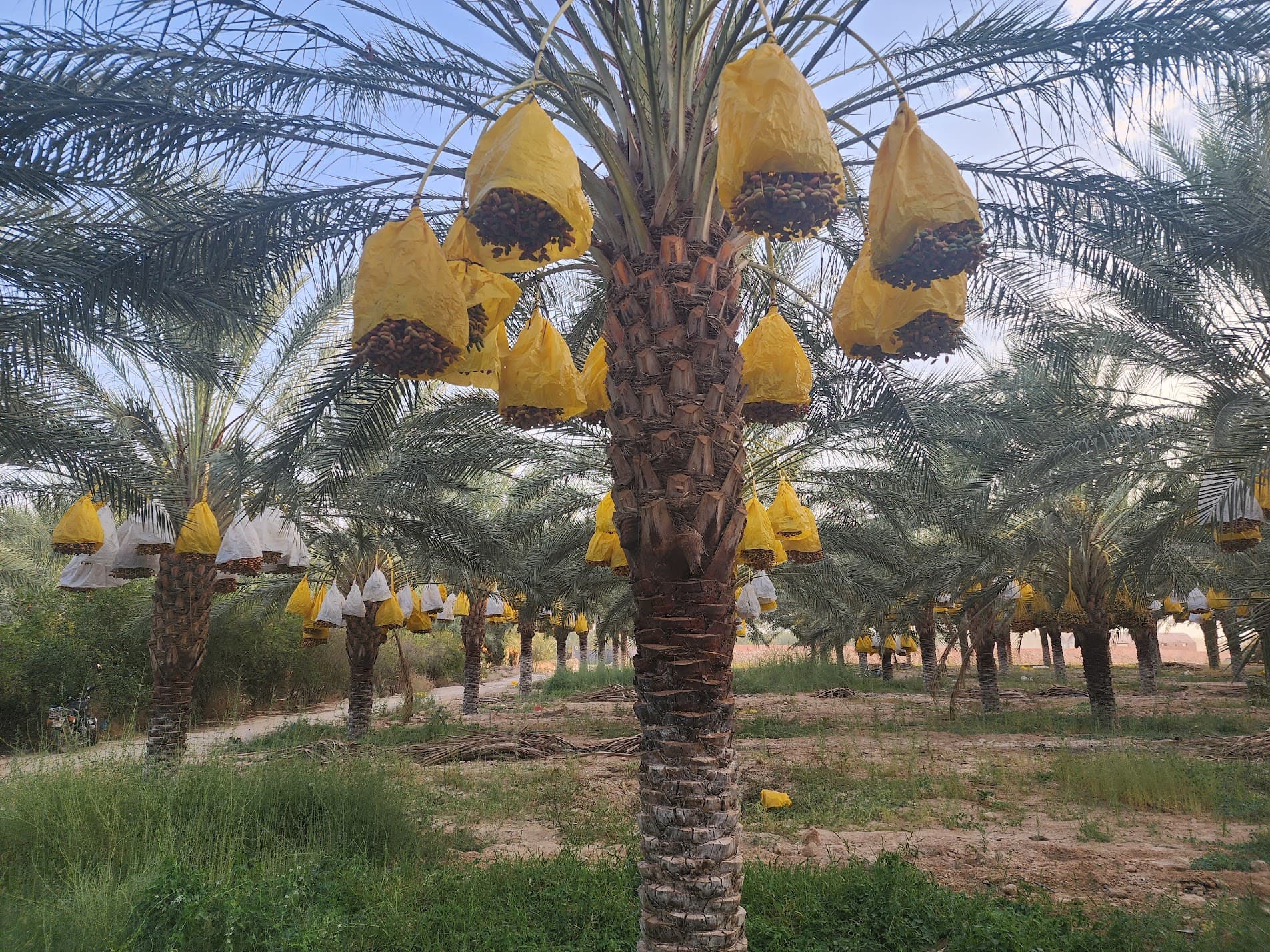 Nakhil Ziane Jabbari Date Farm